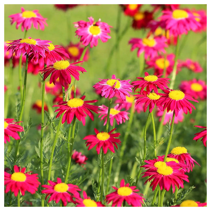 Heirloom Non-GMO Pink Pyrethrum Flower Seeds – Natural Pest-Repellent Blooms for Garden Plantin | Neera Seeds product photo [neera-v4-afbd00afedbf82350407]