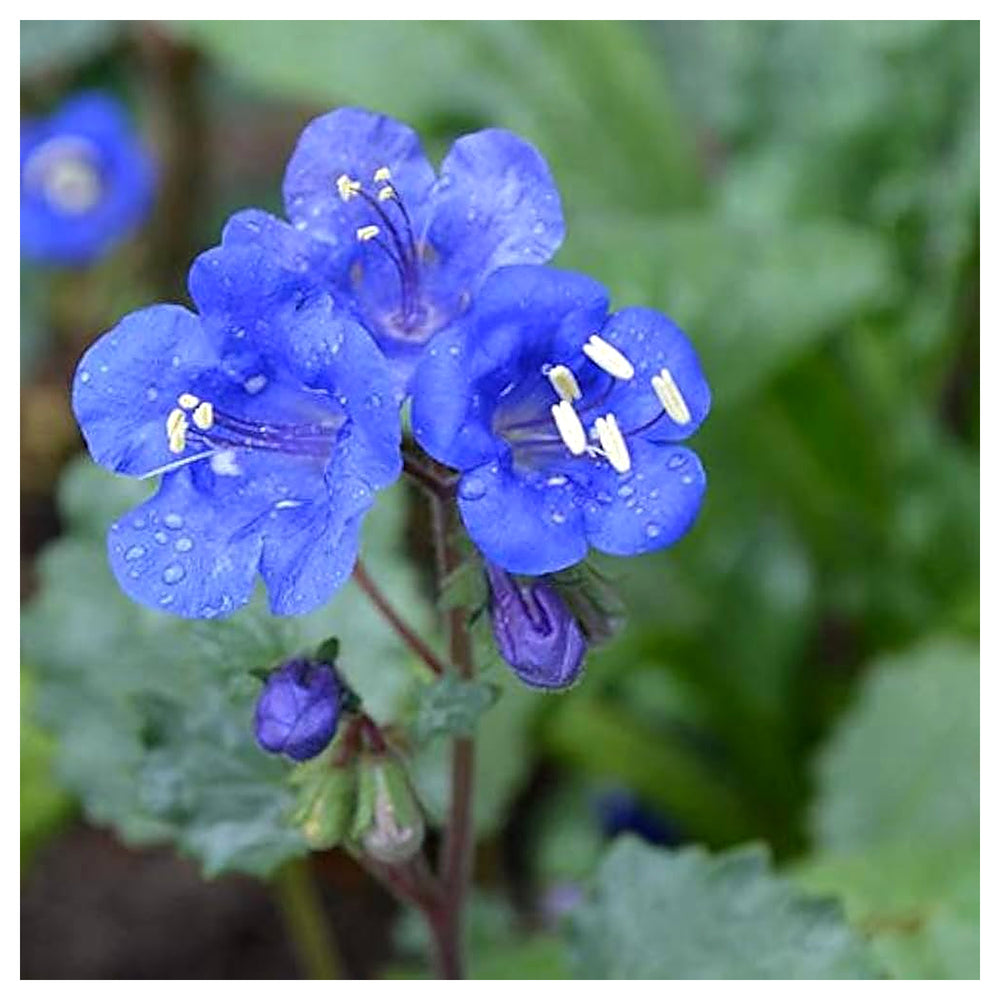 Bluebell Flower Seeds for Planting, Fresh, NON GMO Seeds | Neera Seeds product photo [neera-v4-afc2452fb4f7930aabbf]