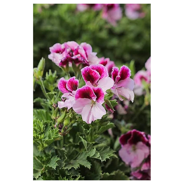 Burgundy Univalve Geranium Flower Seeds for Planting – Heirloom, Non-GMO, High Germination Rich Ornamental Bloom | Neera Seeds product photo [neera-v4-afc64835eaa38b7de61f]