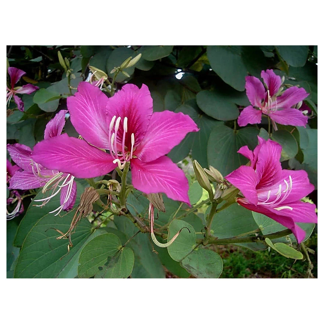 Bauhinia Flower Seeds for Planting, Heirloom, Non-GMHeirloom Bauhinia Flower Seeds, Non-GMO Orchid Tree Blooms for  | Neera Seeds product photo [neera-v4-afcb3e3fee56a386142b]