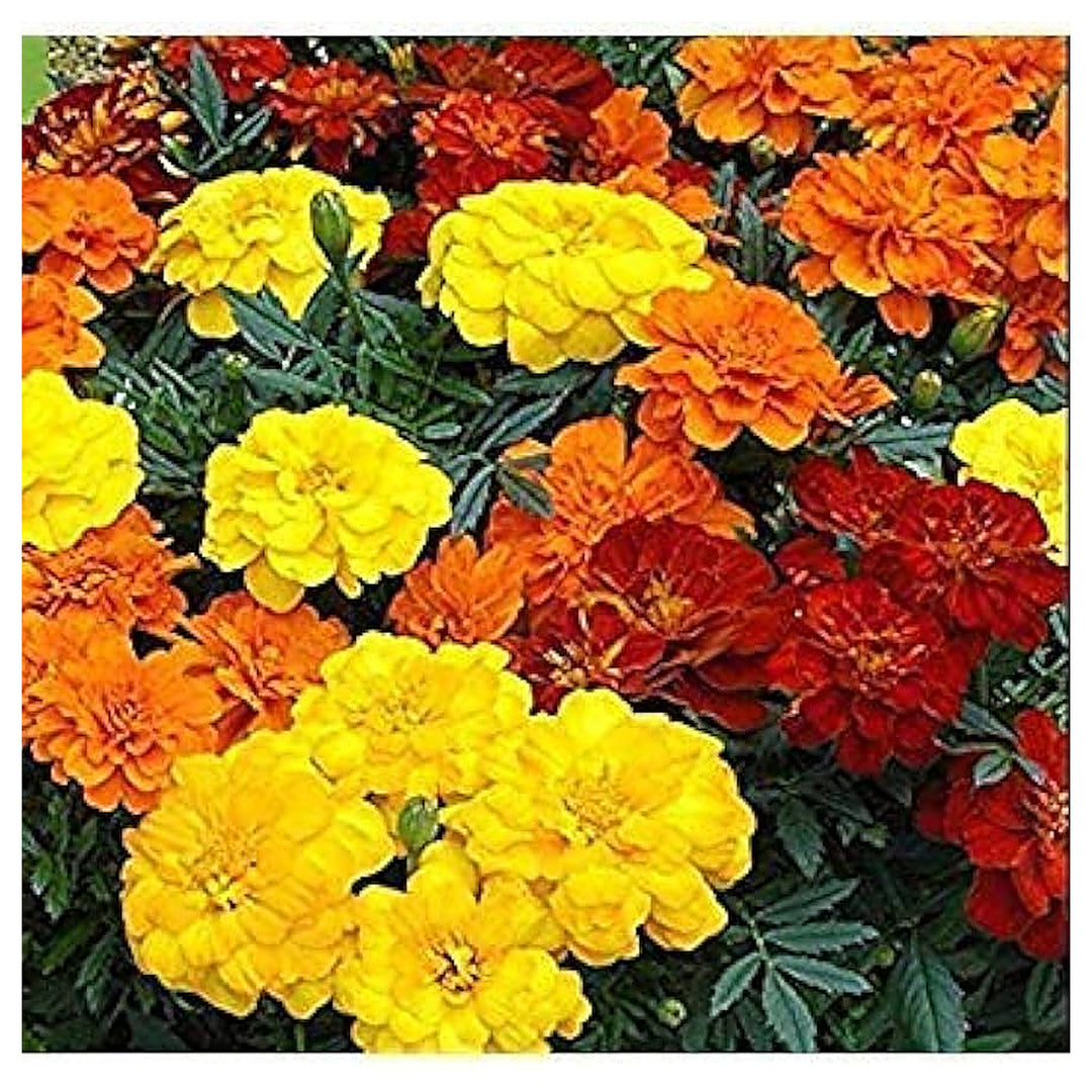 French Marigold Ringelblumenmix Garden Border Planting Flower Seeds Home Garden Planting, | Neera Seeds product photo [neera-v4-afcdff15f8414b13e4a7]