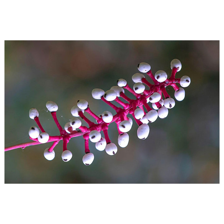 Actaea Pachypoda Flower Seeds – Heirloom, Non-GMO, High Germination Unique Woodland Organic Garden Seeds for Planti | Neera Seeds product photo [neera-v4-afcffdb4520e604bbf59]