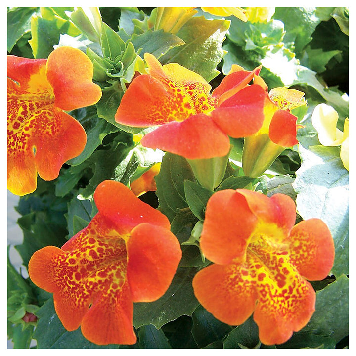 Heirloom Mimulus Flower Seeds, Non-GMO Monkey Flower Blooms for Moist and Shaded Garden Planting | Neera Seeds product photo [neera-v4-afd56e494cbc73685d93]