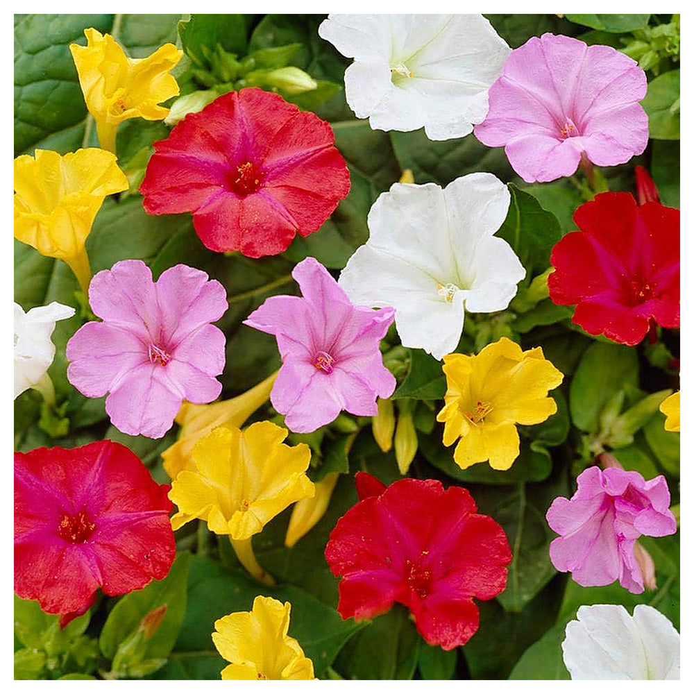 Mixed Mirabilis Flower Seeds – Heirloom Non-GMO Four O’Clock Blooms for Colorful Garden Planting, High Germination | Neera Seeds product photo [neera-v4-b0189ac529f0edadc5ca]