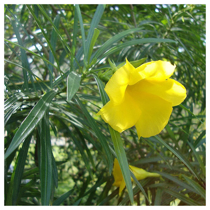 Heirloom Thevetia Neriifolia Flower Seeds for Planting – Non-GMO, High Germination Yellow Bloom Garden Seeds | Neera Seeds product photo [neera-v4-b0191a8f261e55c5a28a]