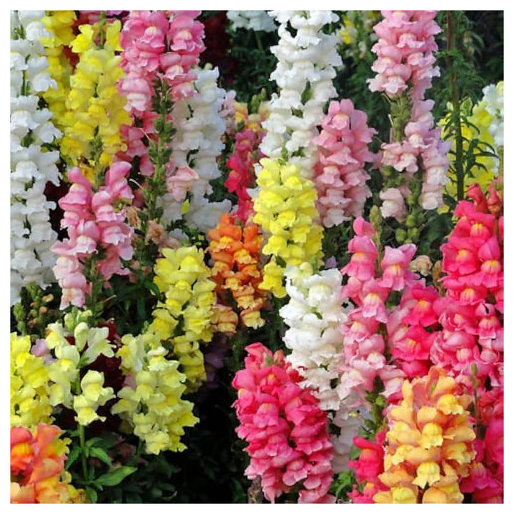 Snapdragon Flower Seeds for Planting – 100 pcs Heirloom Non-GMO High Germination Organic Garden Seeds | Neera Seeds product photo [neera-v4-b0215c78de29aca5734a]