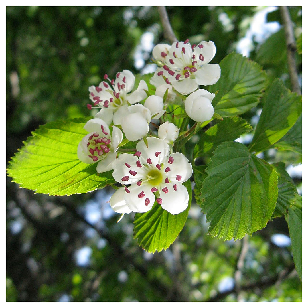 Crataegus Flower Seeds – Heirloom Non-GMO Hawthorn Seeds for Hardy Ornamental Garden Hedges | Neera Seeds product photo [neera-v4-b02871f4cc7eb8854fd7]