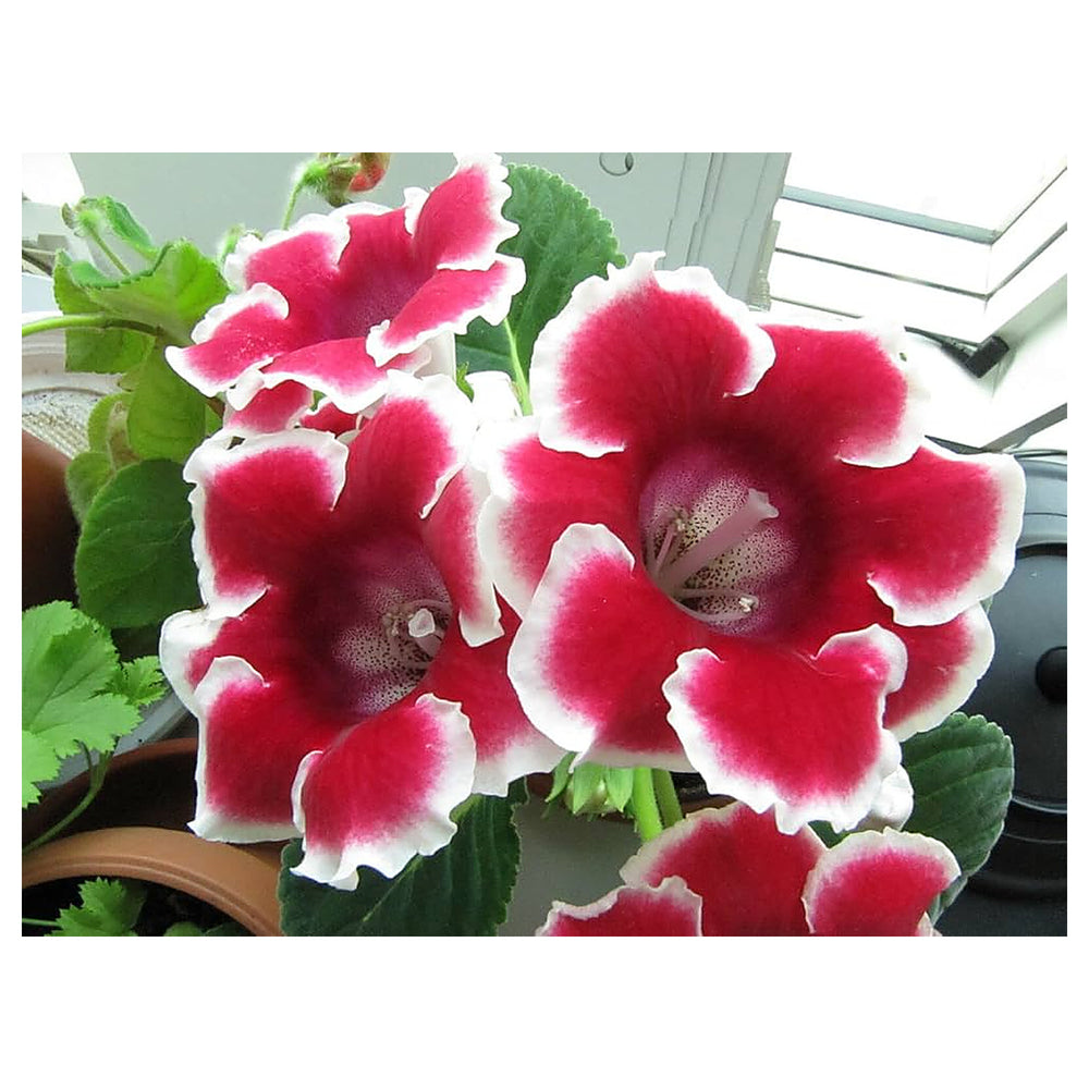 Red & White Brazilian Gloxinia Flower Seeds for Planting | Heirloom Non-GMO High Germination Organic Garden Seeds | Neera Seeds product photo [neera-v4-b037465053ceb91a585d]