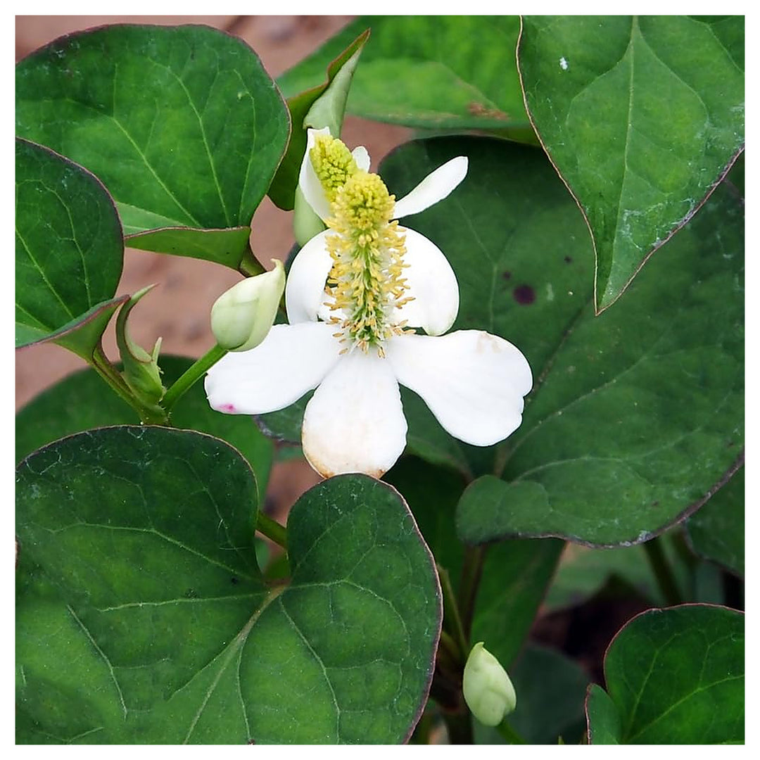 Heirloom Houttuynia Flower Seeds, Non-GMO Ornamental and Medicinal Blooms for Garden Planting | Neera Seeds product photo [neera-v4-b03faf999dc4c03a134d]