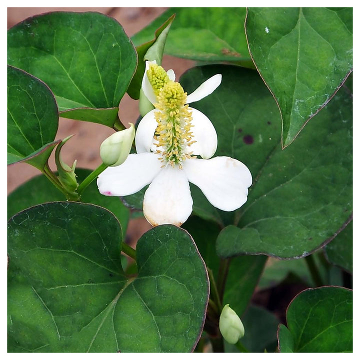 Heirloom Houttuynia Flower Seeds, Non-GMO Ornamental and Medicinal Blooms for Garden Planting | Neera Seeds product photo [neera-v4-b03faf999dc4c03a134d]