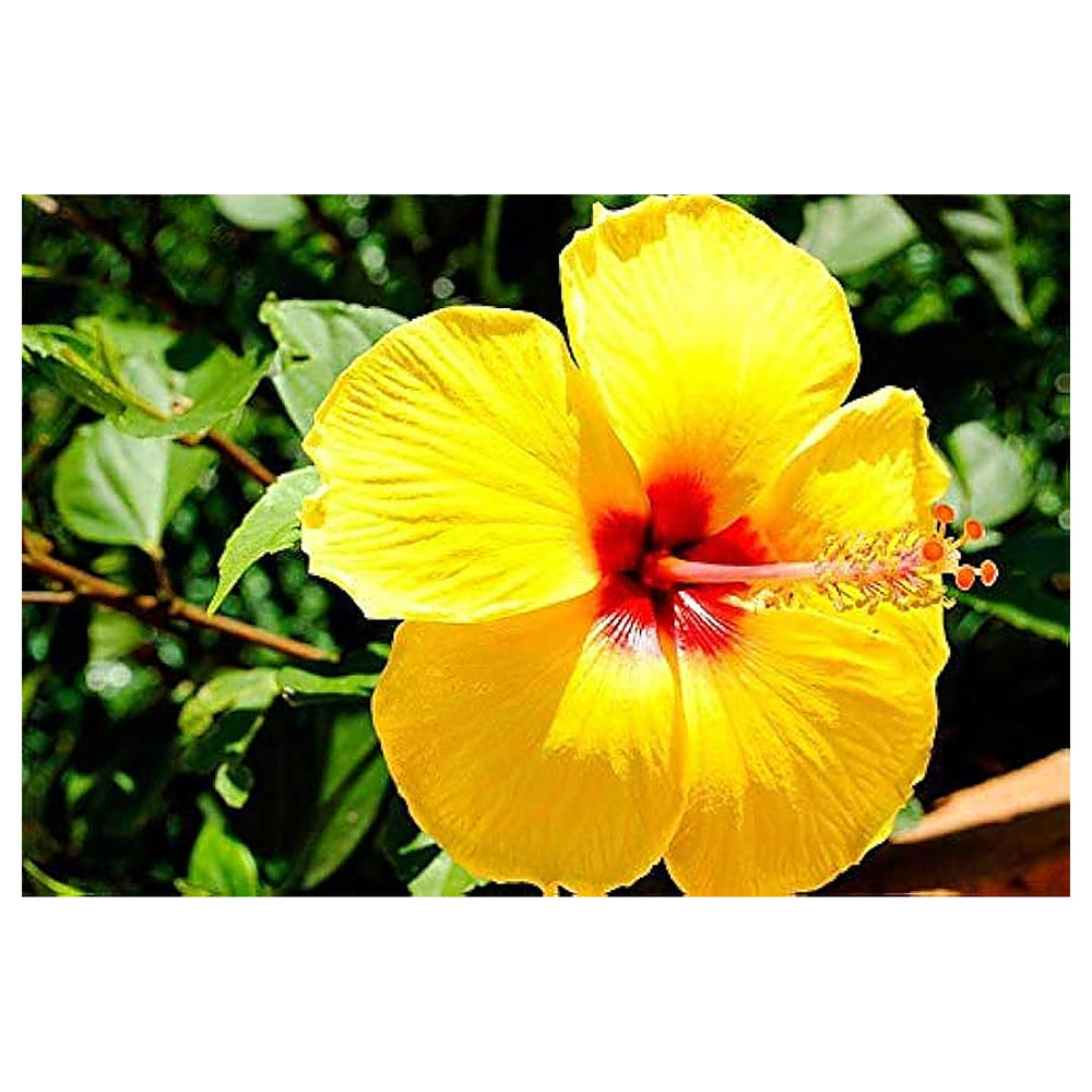 Heirloom Non-GMO Light Green Hibiscus Flower Seeds for Planting – Rare Tropical Blooms, High Germination Garden See | Neera Seeds product photo [neera-v4-b045f0c6671fc590aea9]