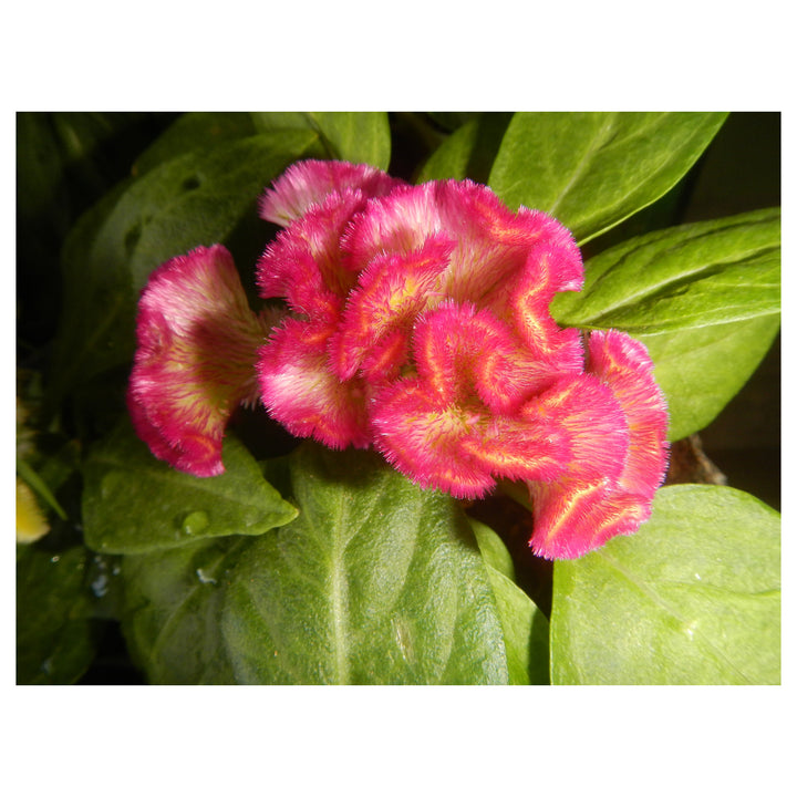 Cristata Flower Seeds – Heirloom Non-GMO Celosia Blooms for Colorful Garden Planting | Neera Seeds product photo [neera-v4-b0535948da4632a994df]
