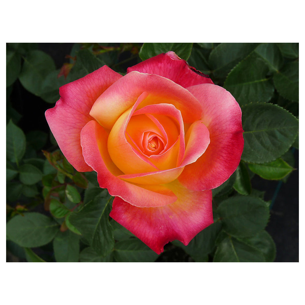 Bonsai Rose Flower Seeds for Planting 100 pcs – Heirloom, Non-GMO, High Germination Miniature Garden Seeds | Neera Seeds product photo [neera-v4-b063d43d95f66c9edec3]