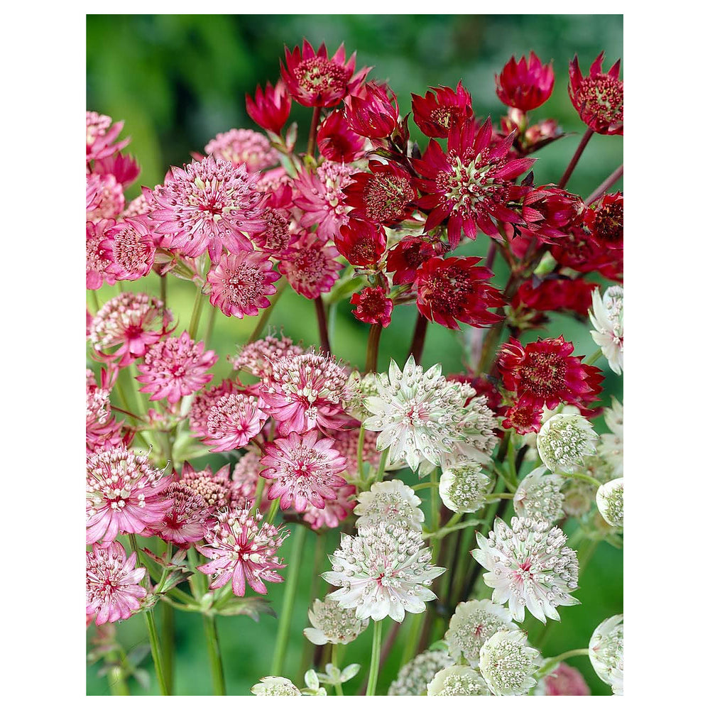 Mixed Astrantia Flower Seeds for Garden Planting – Perennial Blooms for Borders & Landscaping | Neera Seeds product photo [neera-v4-b06dfc7f44e3e270e11c]