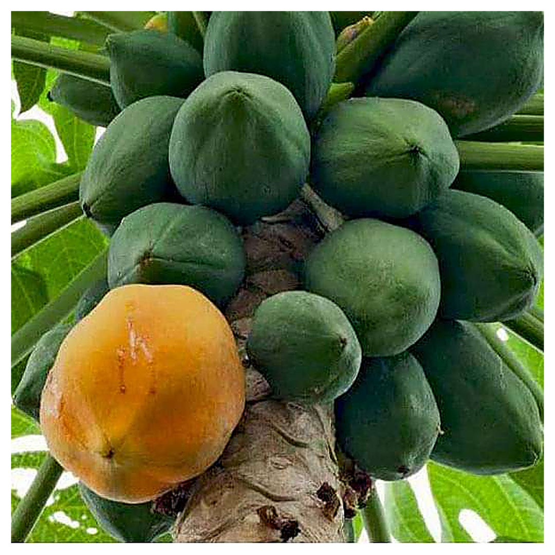 Honey Dew Papaya Fruit Seeds – Large, Aromatic Heirloom & Non-GMO Hybrid Seeds for Home Garden Planting | Neera Seeds product photo [neera-v4-b07d714b347d5b836851]