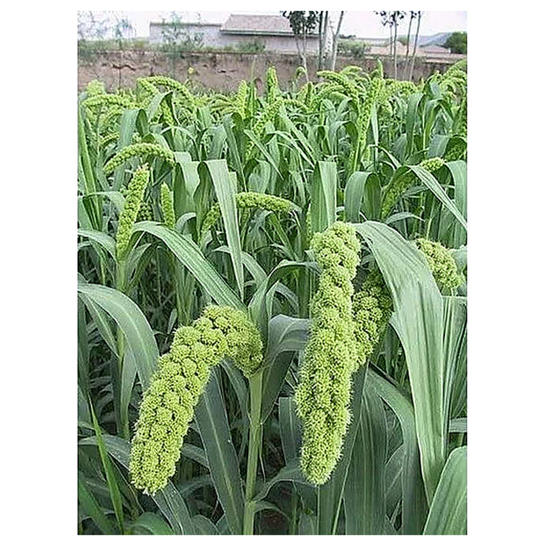 Foxtail Millet Seeds for Planting – Heirloom German Millet Seeds, High Yield, Non-GMO Ancient Grain for Home &amp; Farm | Neera Seeds product photo [neera-v4-b07dbcd153f7e995155f]
