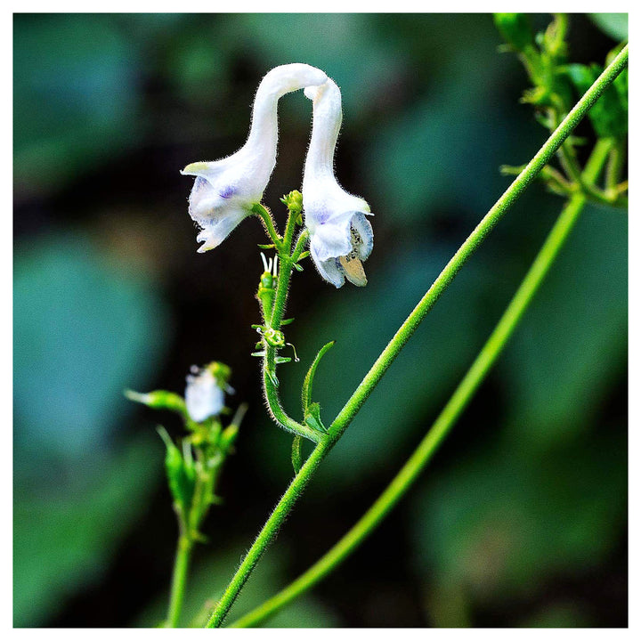Heirloom Non-GMO White Swan Flower Seeds – Elegant Garden Blooms for Planting | Neera Seeds product photo [neera-v4-b0972a2cfa5687de7a31]