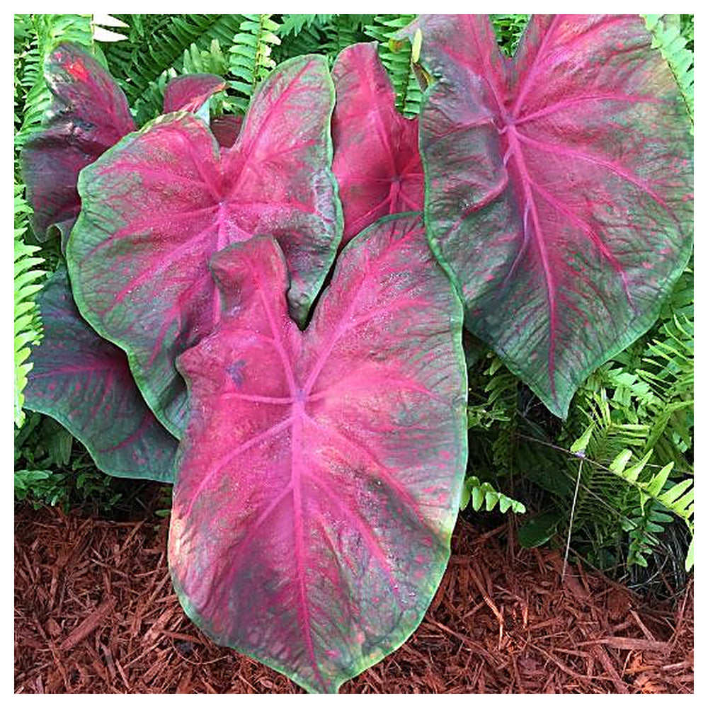 Red Brandywine Caladium Seeds for Planting – Heirloom, Non-GMO, High Germination Leaf Plant Seeds for Bold Foliage | Neera Seeds product photo [neera-v4-b0a57aac96e272f98e30]