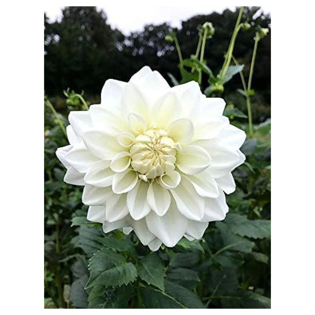 Heirloom Non-GMO White Swan Dahlia Flower Seeds for Planting – Elegant Summer Blooms | Neera Seeds product photo [neera-v4-b0ae6a7594450144a376]