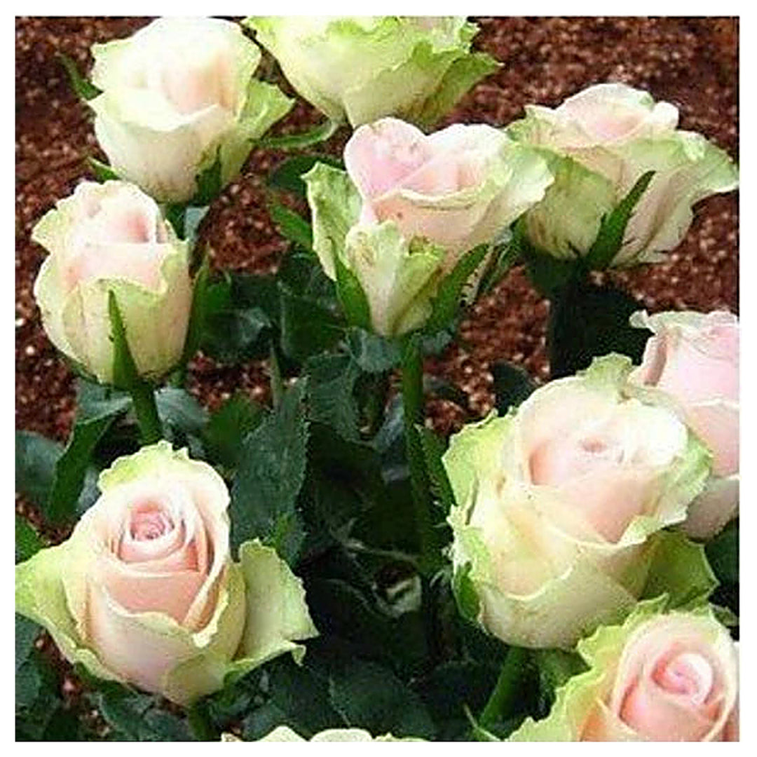 Green Pink Rose Heirloom Seeds for Planting – Non-GMO Organic Garden Seeds, High Germination | Neera Seeds product photo [neera-v4-b0b3227877219ef59648]