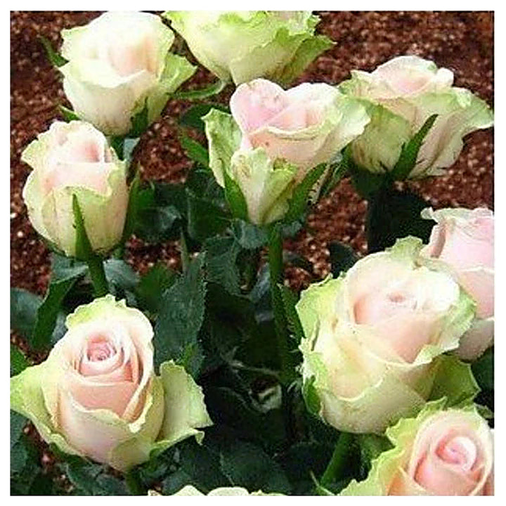Green Pink Rose Heirloom Seeds for Planting – Non-GMO Organic Garden Seeds, High Germination | Neera Seeds product photo [neera-v4-b0b3227877219ef59648]