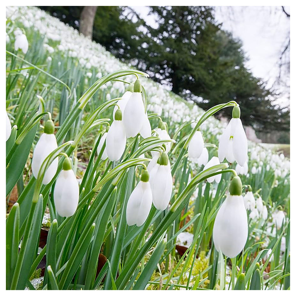 Organic White Galanthus Flower Seeds for Planting – Heirloom, Non-GMO, Elegant | Neera Seeds product photo [neera-v4-b0c1d3b802a89a352d7f]