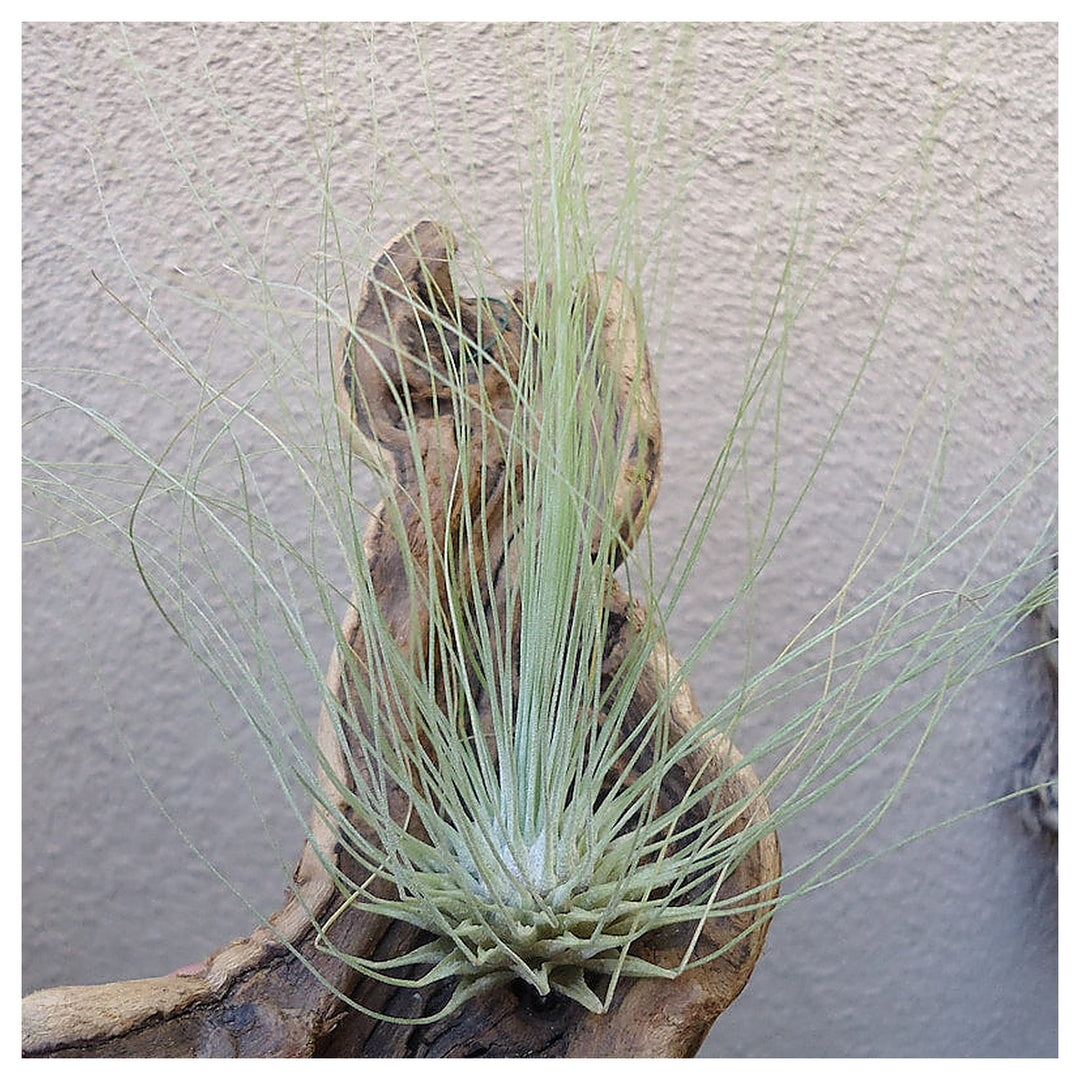 Organic Heirloom Tillandsia Fuchsii Seeds – Non-GMO Air Plant Variety | High Germination Organic Garden Seeds for P | Neera Seeds product photo [neera-v4-b0d01126b3eaa276af8b]