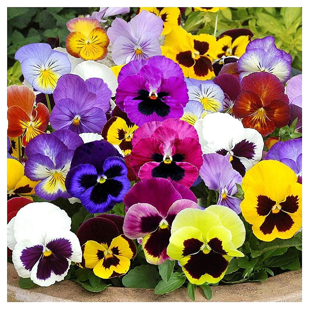 Heirloom Pansy Swiss Flower Seeds for Planting, Non-GMO | Neera Seeds product photo [neera-v4-b0e1b53f29c1f4bc0a24]