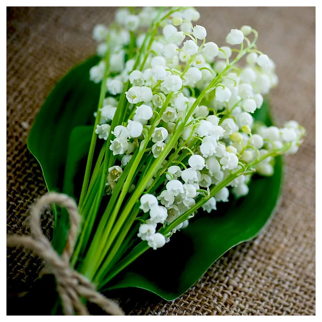 White Lily Of The Valley Flower Of Convallaria Majalis Rich Aroma Bonsai Plants Seeds for Planting Heirloom Non-GMO | Neera Seeds product photo [neera-v4-b0e8817761df6e35e5f9]