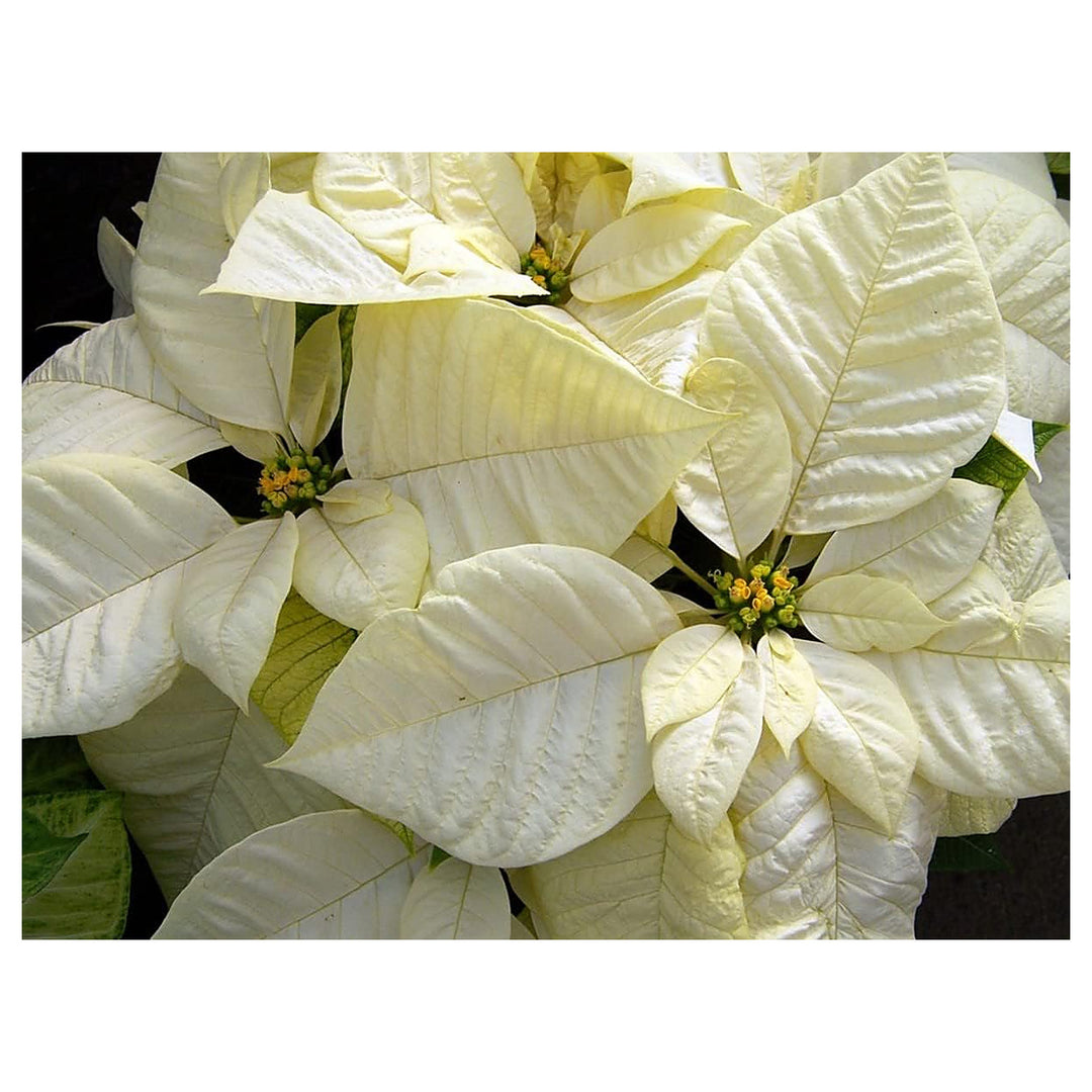 White Poinsettia Flower Seeds – Heirloom, Non-GMO Seeds for Planting | Festive Organic Garden Seeds | High Germinat | Neera Seeds product photo [neera-v4-b0ed49e46e724b0d2604]