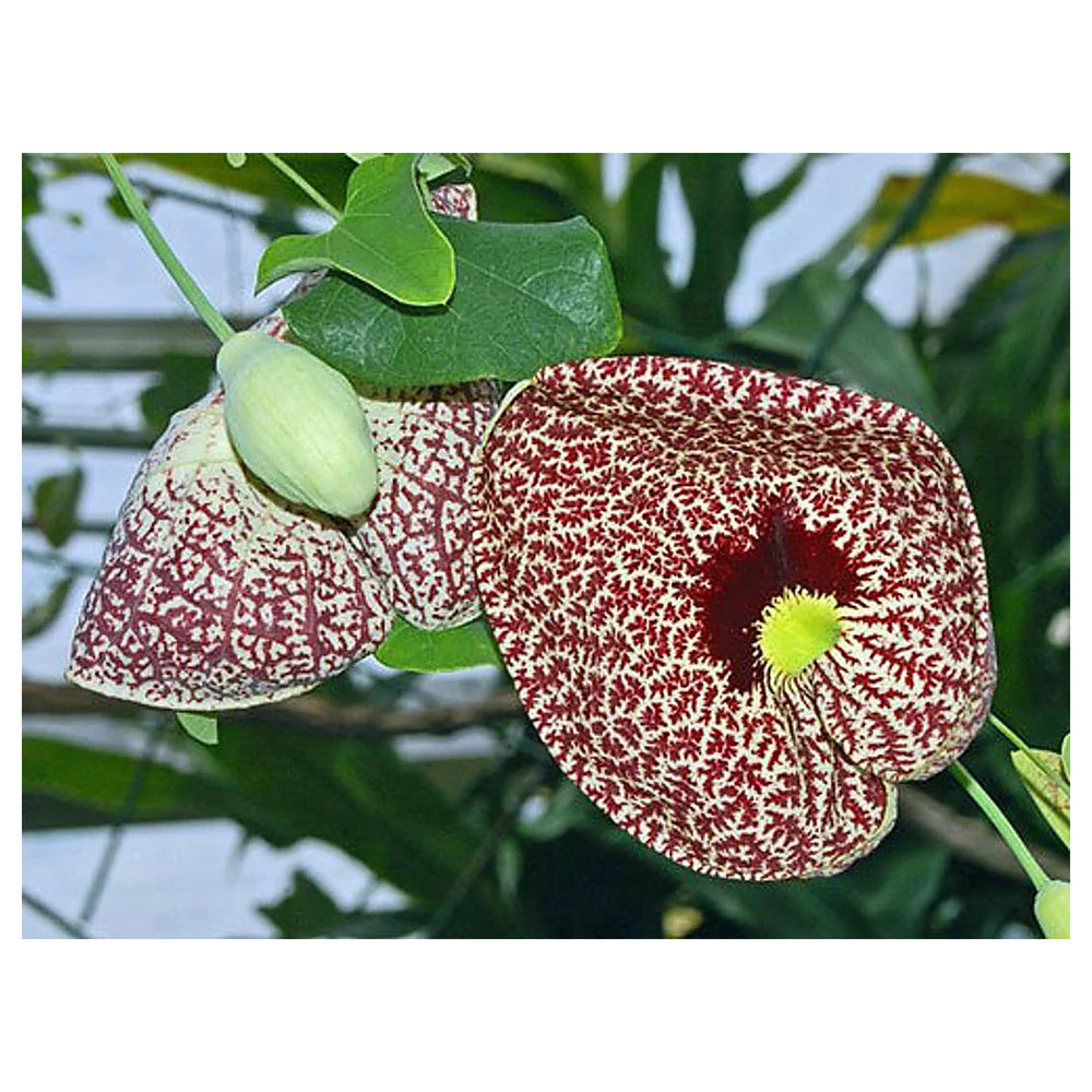 Heirloom Non-GMO Aristolochia Elegans Flower Seeds for Planting – Exotic Vine Blooms | High Germination | Neera Seeds product photo [neera-v4-b0f6703697d03adb5f56]
