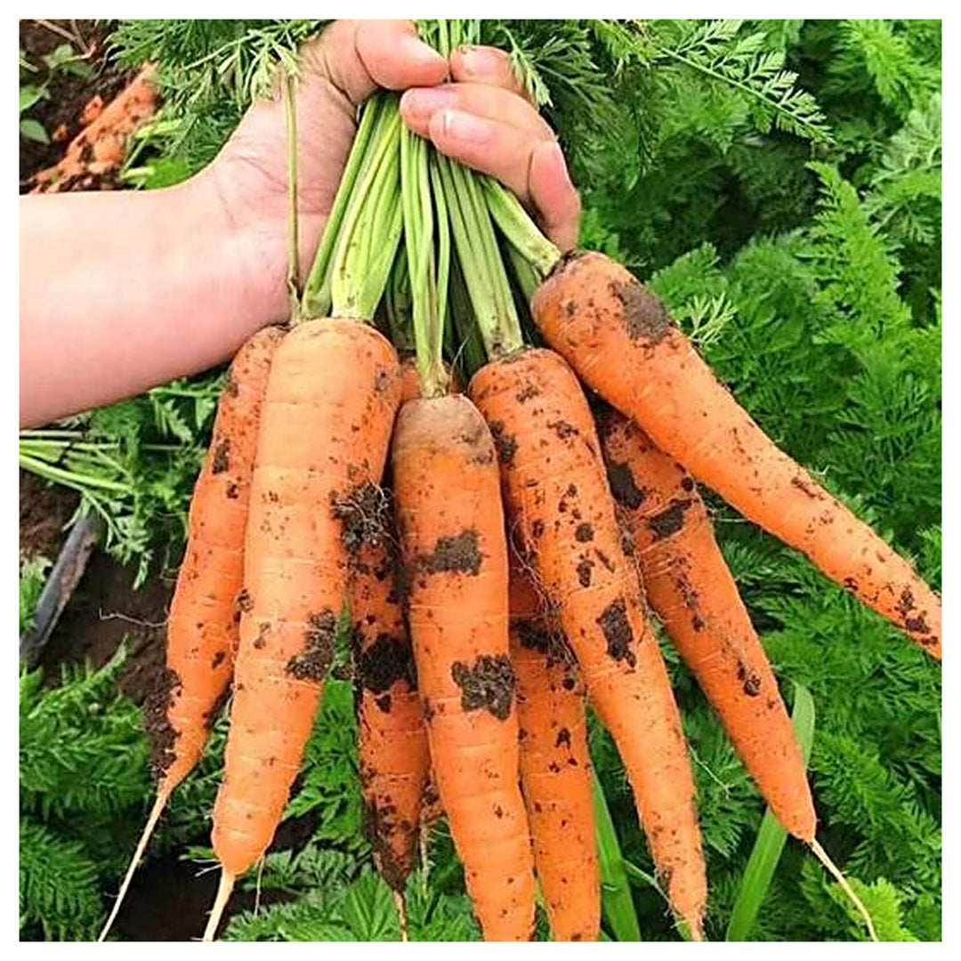 Kuroda Carrot Seeds for Planting – Heirloom, Non-GMO Vegetable Seeds for Home Gardens and Organic Farming | Neera Seeds product photo [neera-v4-b0f87a069cffc7715b4b]