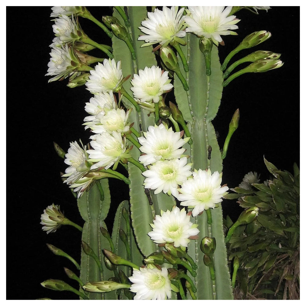 Cereus Flower Seeds for Planting – Night-Blooming Cactus Seeds, Easy to Grow, Stunning Desert Blooms | Neera Seeds product photo [neera-v4-b0fe0a5a484d292abeb9]
