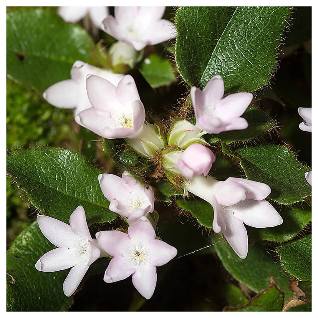 Trailing Arbutus Plant Seeds for Planting – Heirloom Non-GMO Organic Garden Seeds with High Germination for Shade G | Neera Seeds product photo [neera-v4-b10ad190c3e2413ab39d]