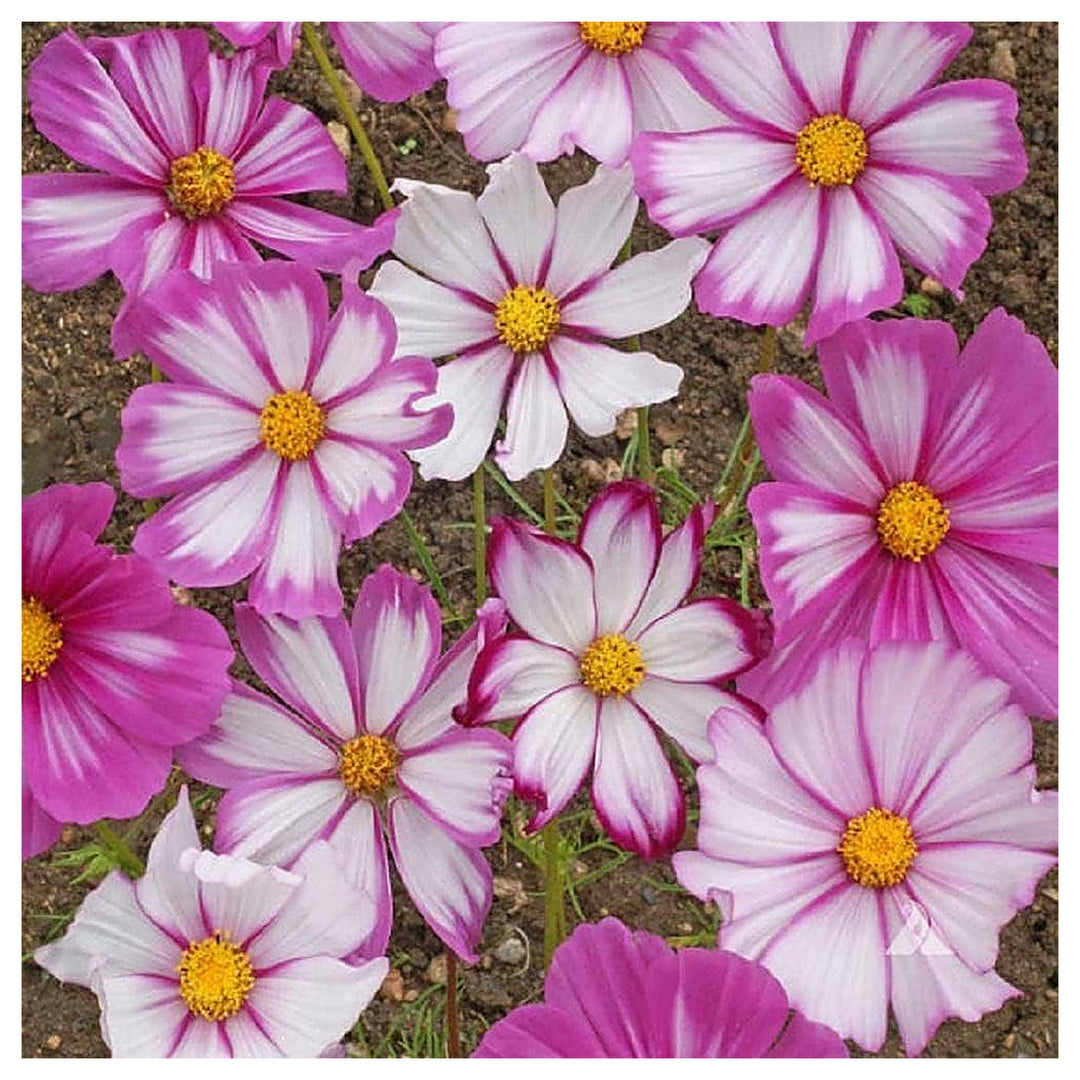 Cosmos Candy Stripe Planting Cosmos Bipinnatus Flower Beds And Borders Flower Seeds | Neera Seeds product photo [neera-v4-b10b8370894a5fa5b237]