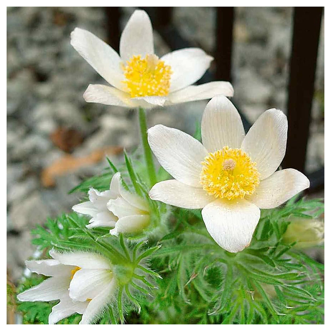 White Anemone Pulsatilla Flower Seeds for Planting – Heirloom, Non-GMO, High Germination Elegant Spring Blooms | Neera Seeds product photo [neera-v4-b11d98c9004259e1f555]