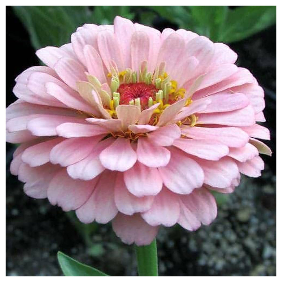 Baby Pink Zinnia Flower Seeds for Planting – Heirloom, Non-GMO, High Germination Bright Garden Blooms | Neera Seeds product photo [neera-v4-b11dcc6eca19a906dcbd]