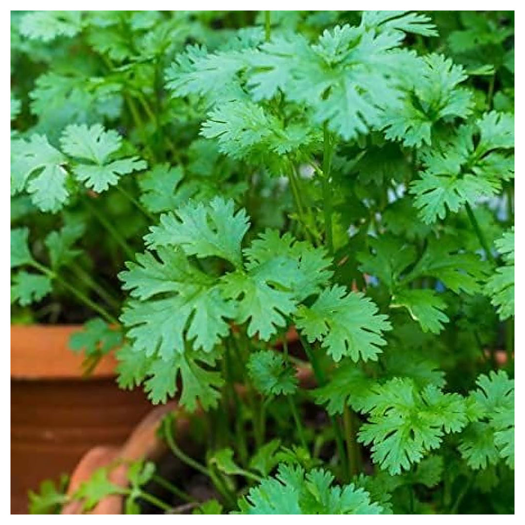 Cilantro Coriander Herb Seeds for Planting – Heirloom, Non-GMO, High Germination Organic Garden Seeds for Culinary  | Neera Seeds product photo [neera-v4-b11fbdb50a038eca74cd]