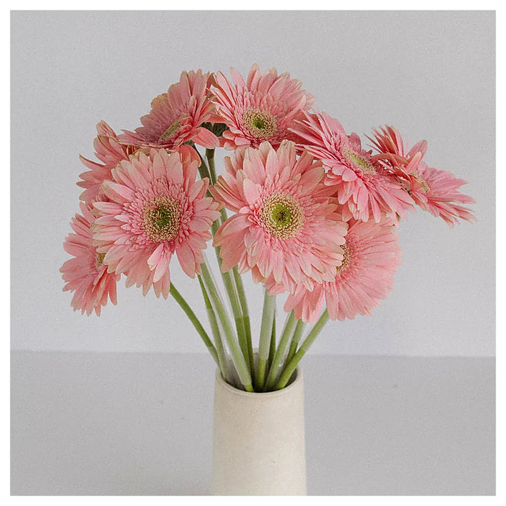 Light Pink Gerbera Heirloom Non-GMO Seeds for Planting – High Germination Organic Garden Seeds for Vibrant Blooms | Neera Seeds product photo [neera-v4-b12090eb3d277098b59a]