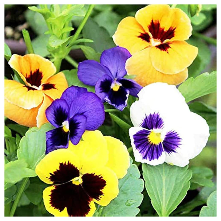 Heirloom Pansy Flower Seeds for Planting, Non-GMO | Neera Seeds product photo [neera-v4-b120ce68e90d36c64086]