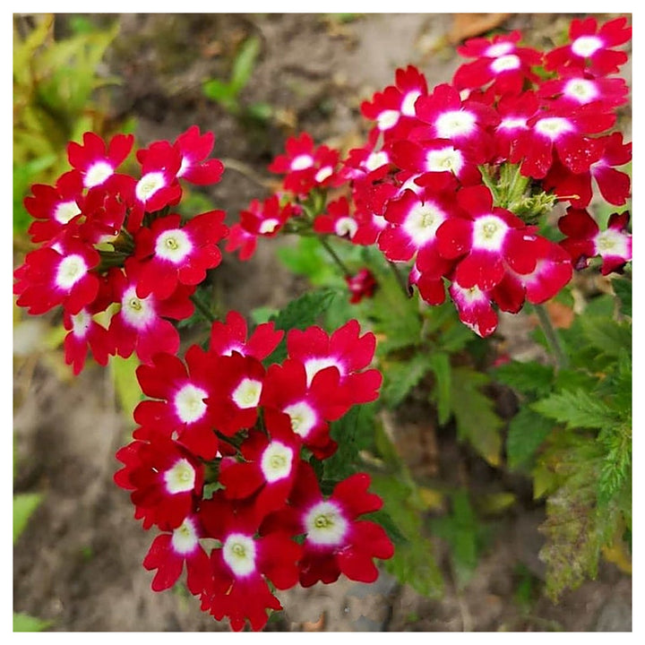 Verbena Flower Seeds Red for Planting – Heirloom, Non-GMO, Organic | Neera Seeds product photo [neera-v4-b12c187d36900a0c7049]