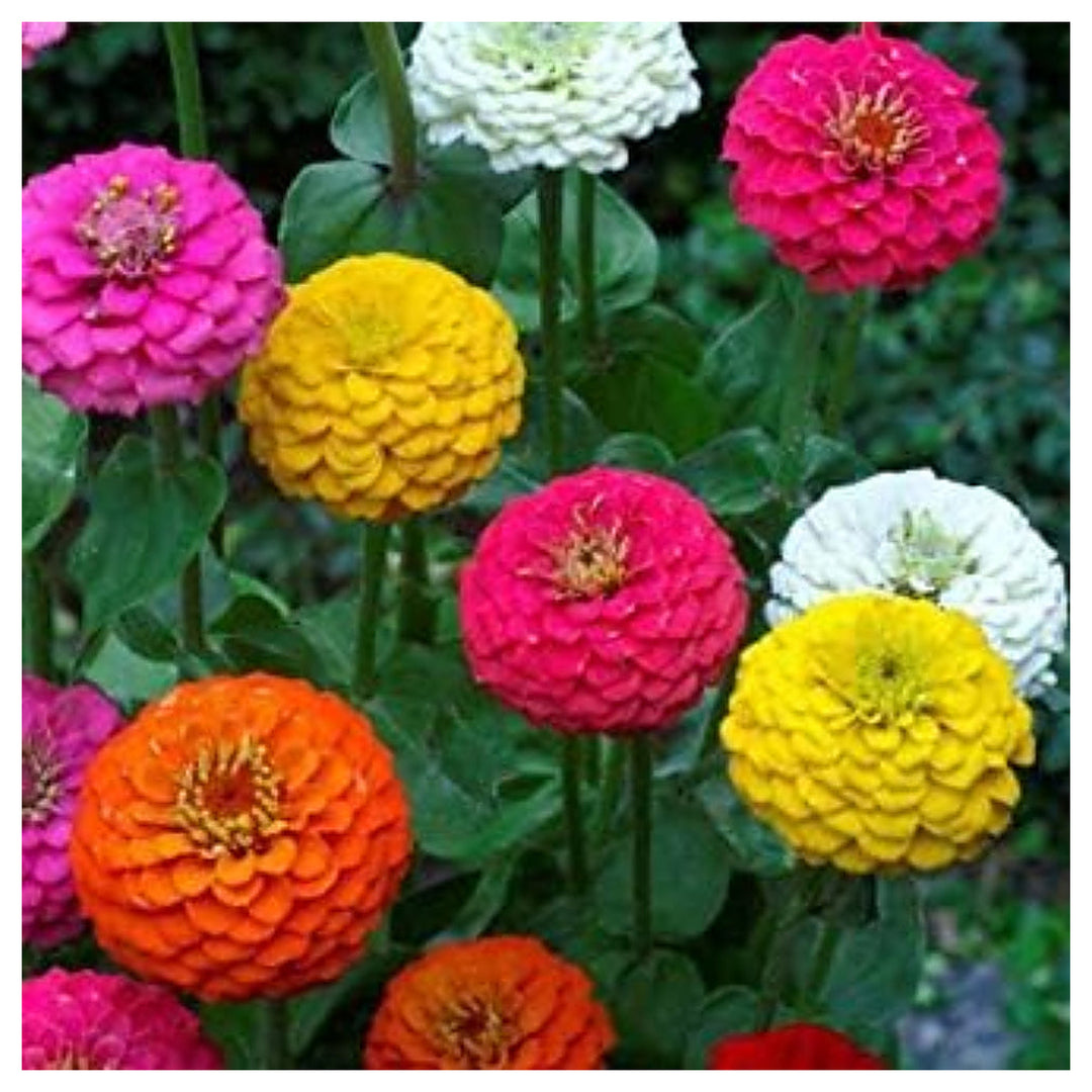 California Giant Zinnia Zinnia Elegans For Giant Colorful Blooms Flower Seeds for Home Garden | Neera Seeds product photo [neera-v4-b1345c0c5c362d89fa2e]