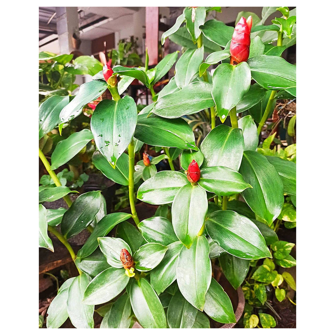 Heirloom Red Button Ginger (Costus woodsonii) Seeds - Non-GMO, High Germination Organic Flowering Shrub Garden Seed | Neera Seeds product photo [neera-v4-b13f991237b08008bcee]