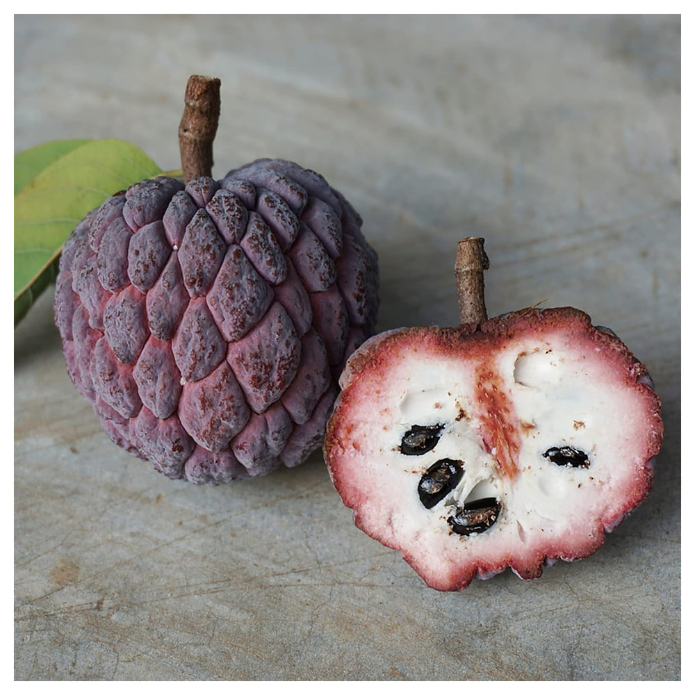 Purple Cherimoya (Sugar Apple) Fruit Seeds for Planting – Heirloom Non-GMO High Germination Organic Garden Seeds | Neera Seeds product photo [neera-v4-b143337297af8625e4a4]