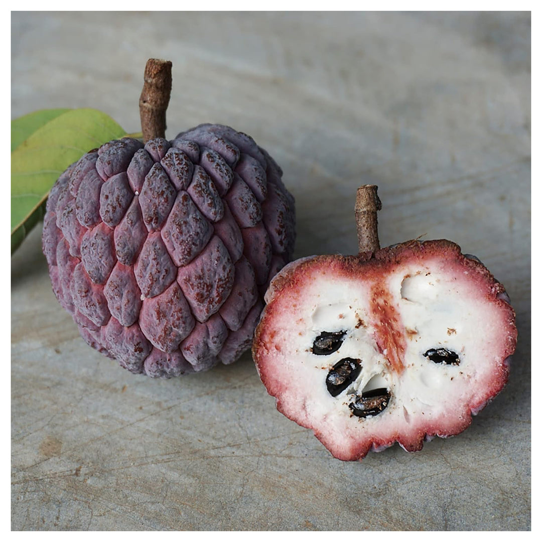 Purple Cherimoya (Sugar Apple) Fruit Seeds for Planting – Heirloom Non-GMO High Germination Organic Garden Seeds | Neera Seeds product photo [neera-v4-b143337297af8625e4a4]