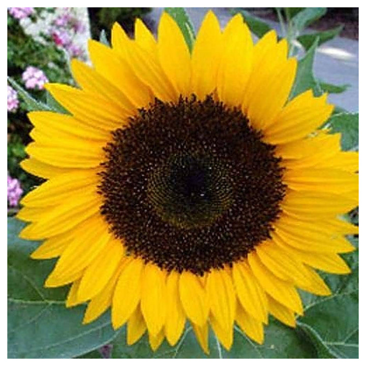 Giant Martini Sunflower Planting Tall Garden Blooms Flower Seeds Home Garden Planting, | Neera Seeds product photo [neera-v4-b143f055f6b533faf701]
