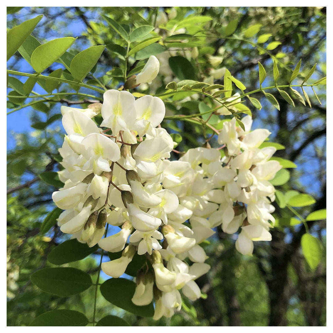 Robinia Flower Seeds for Planting – Fast-Growing Ornamental Tree Seeds | Neera Seeds product photo [neera-v4-b157a8981683010b72d2]