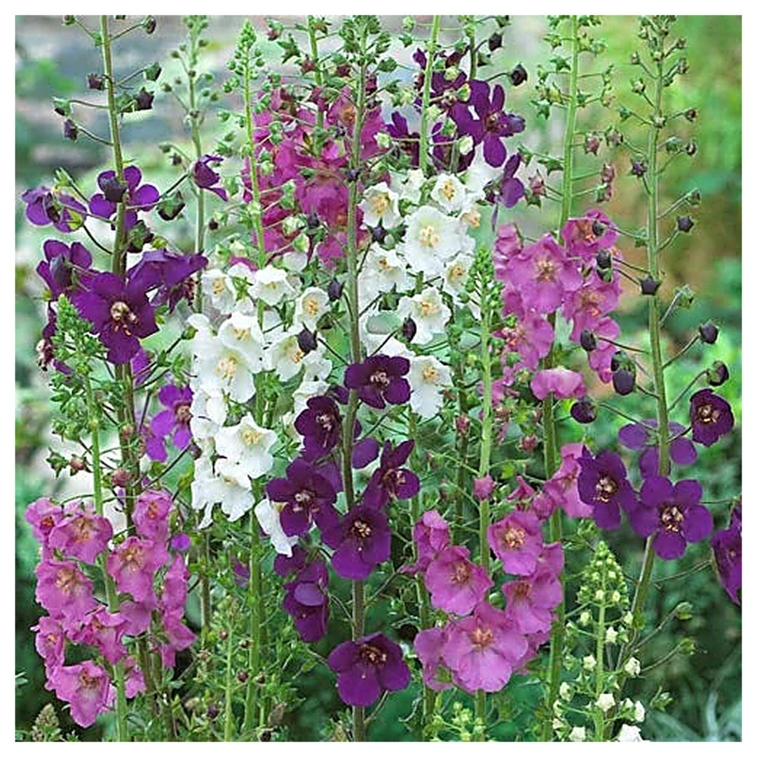 Heirloom Oxtail Verbascum Flower Seeds, Non-GMO Tall Spiked Blooms for Cottage and Wildflower Garden Planting | Neera Seeds product photo [neera-v4-b15a083040363fd001b8]