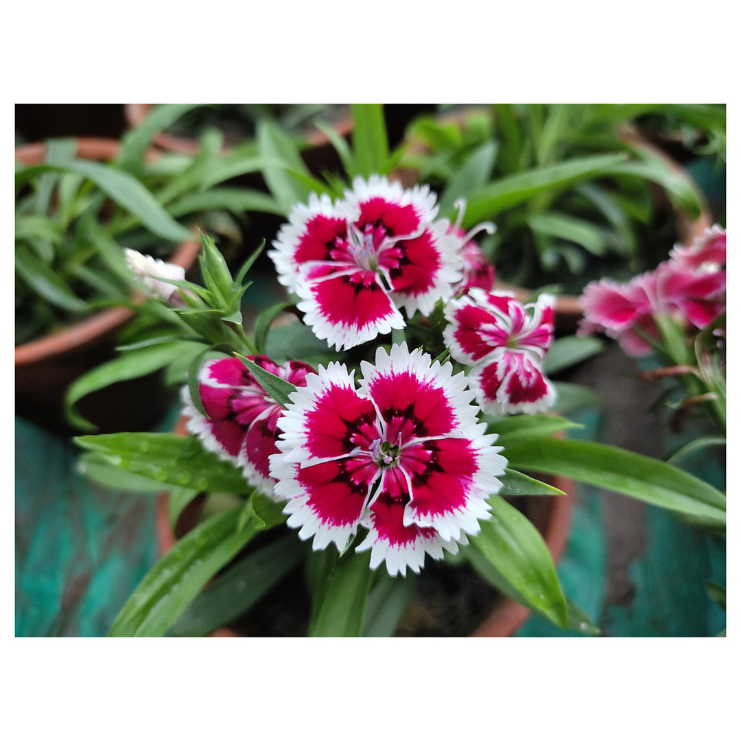 White Red Dianthus Flower Seeds – Heirloom, Non-GMO Seeds for Planting Bright Garden Blooms | Neera Seeds product photo [neera-v4-b15d16dadd8c87d901d7]
