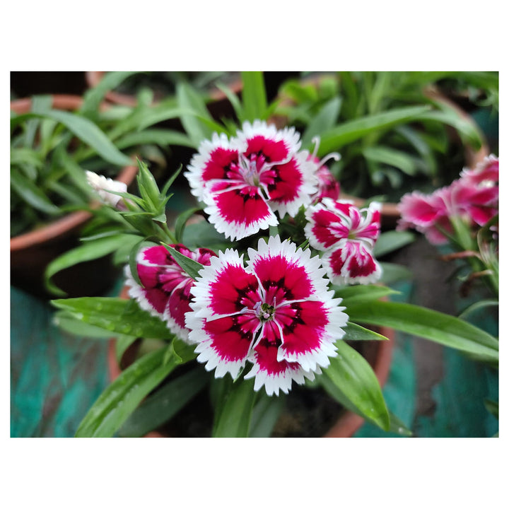 White Red Dianthus Flower Seeds – Heirloom, Non-GMO Seeds for Planting Bright Garden Blooms | Neera Seeds product photo [neera-v4-b15d16dadd8c87d901d7]
